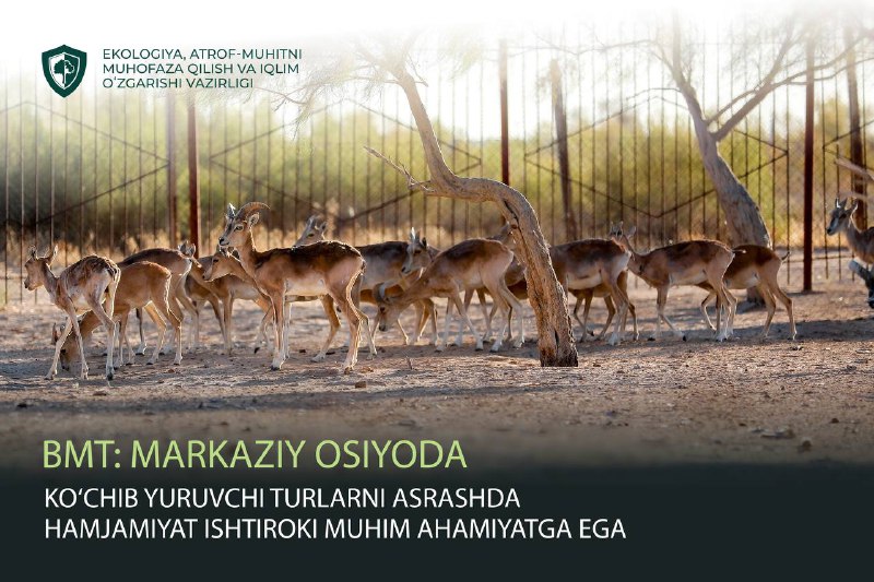 ***🇺🇳*****BMT: Markaziy Osiyoda koʻchib yuruvchi turlarni …