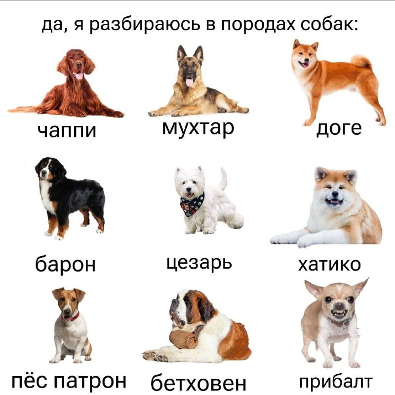 проклятый старый мем