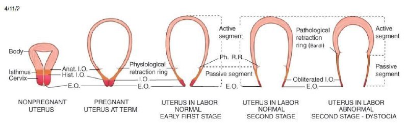***🟣***تغییرات رحم در روند وضع حمل …