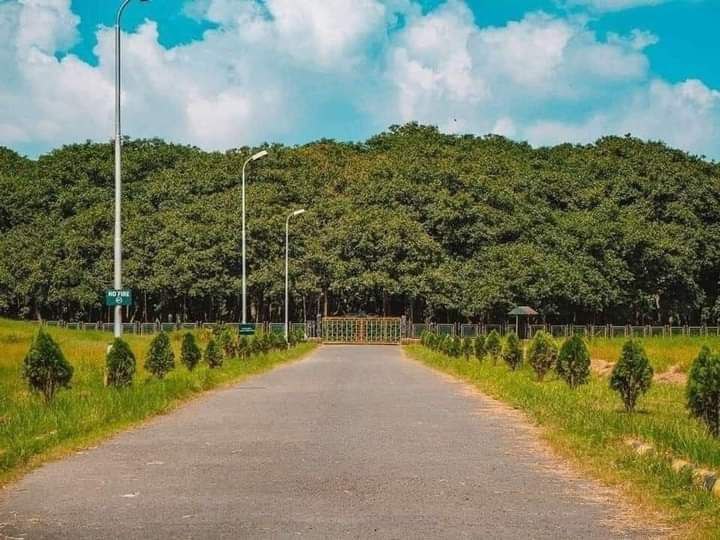 ***✨*** Great Banyan tree (India)