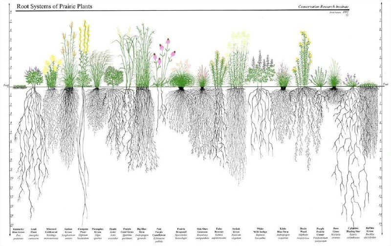 **MAPA DE RAÍCES EN UNA PRADERA …