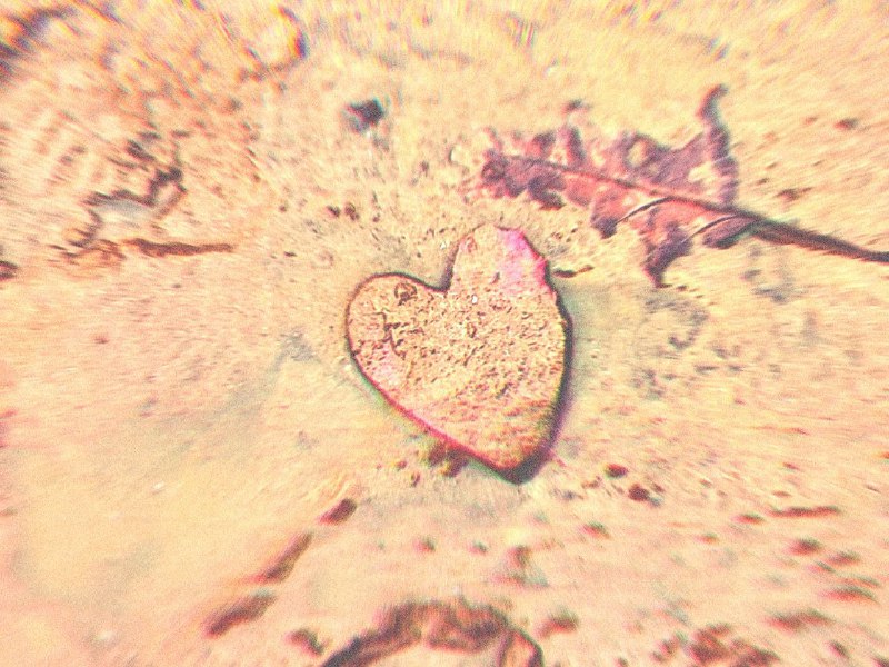 — 𝘝𝘢𝘭𝘭𝘦𝘺 𝘰𝘧 𝘵𝘩𝘦 𝘞𝘰𝘰𝘭𝘭𝘺 𝘍𝘪𝘴𝘩 …