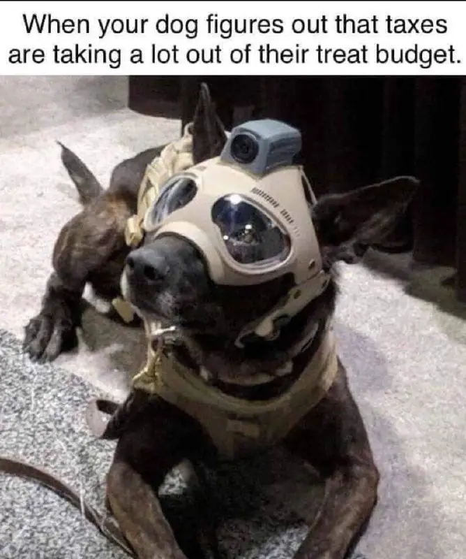 Unleash the dogs of war