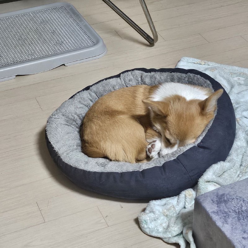 아빠는 열심히 일하는데, 따뜻한 방바닥에서 정말 …