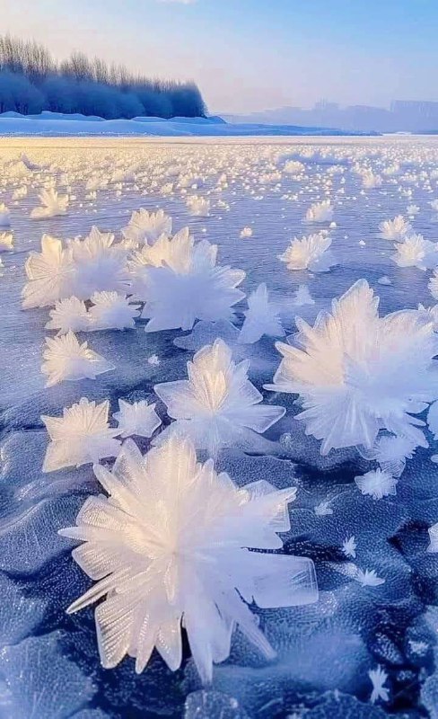 Ice flowers in Norway.