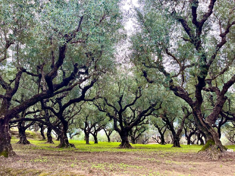 Im Reich der Hundertjährigen ***🌳******🌳******🌳***