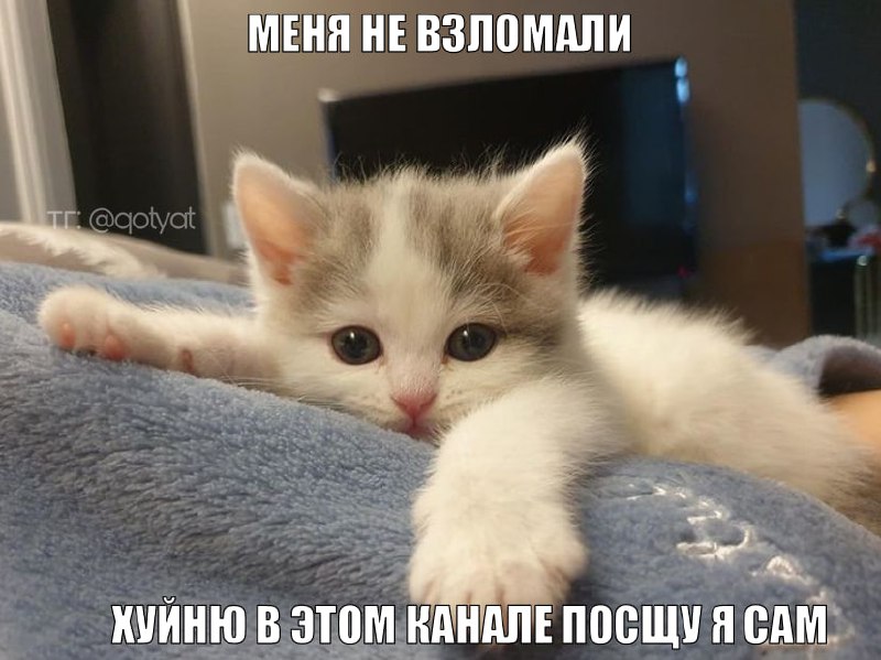 мысли маленьких котят