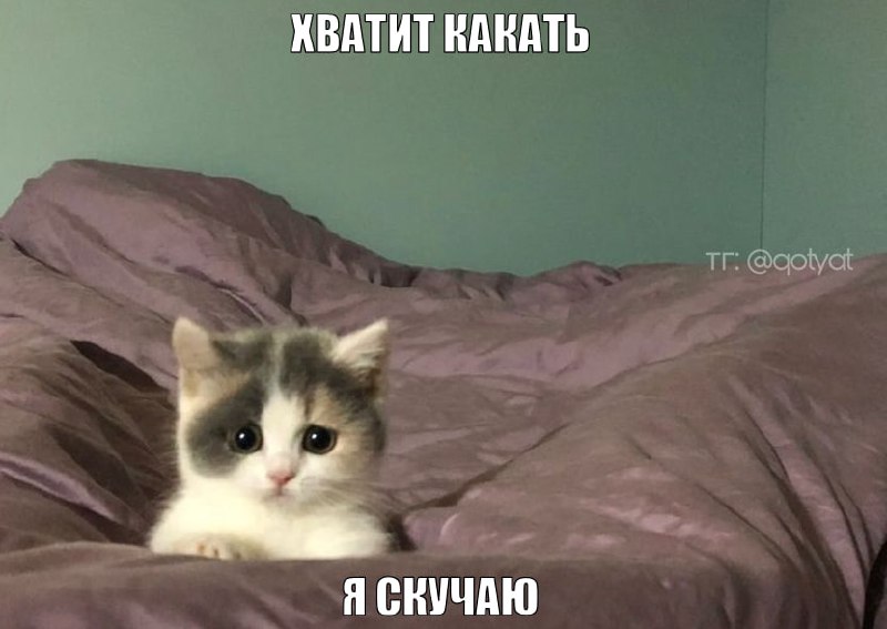 мысли маленьких котят