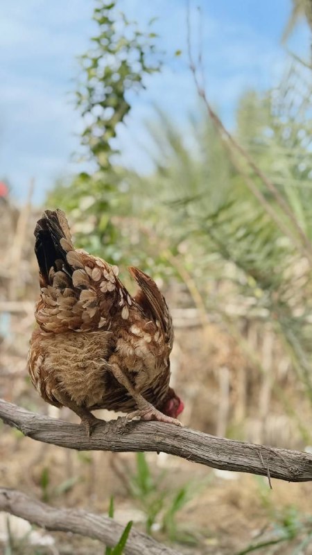 سٌيـدة.