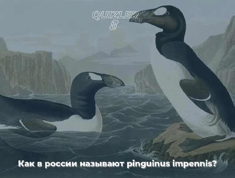 **Как в россии называют pinguinus impennis?**