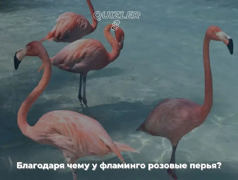 **Благодаря чему у фламинго розовые перья?**