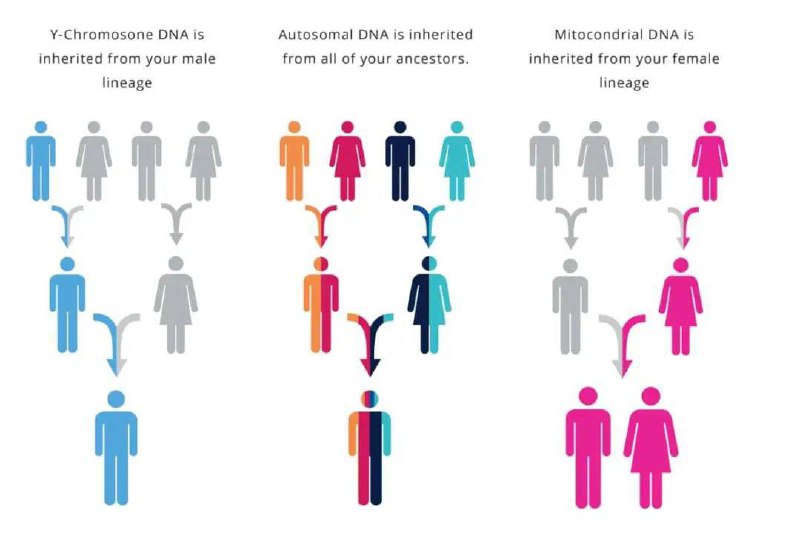 **Напомним вам основные понятия ДНК-генеалогии:**
