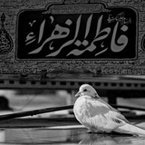 هوسات الى باب الحوائج الكاظم ع