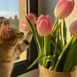 **جۆینی چەناڵە نازدارەکەم بن ***🌷***.**