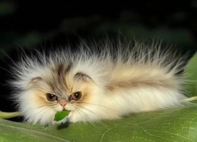 Blursed catterpillar