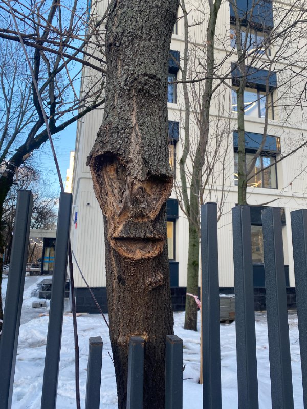 The tree watches you