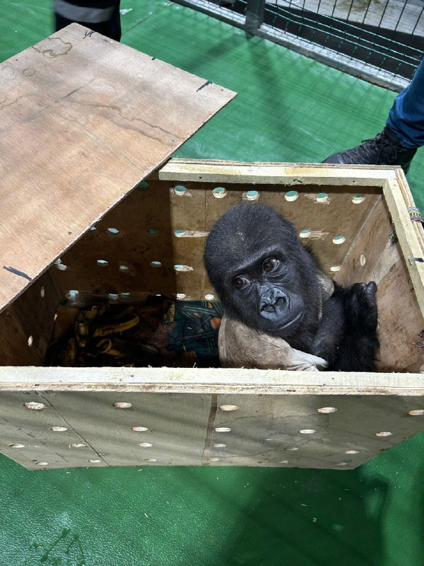 Baby gorilla found during smuggling attempt …