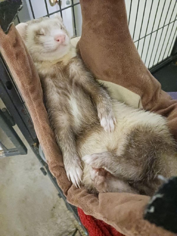 Sudden aggression in a male ferret?