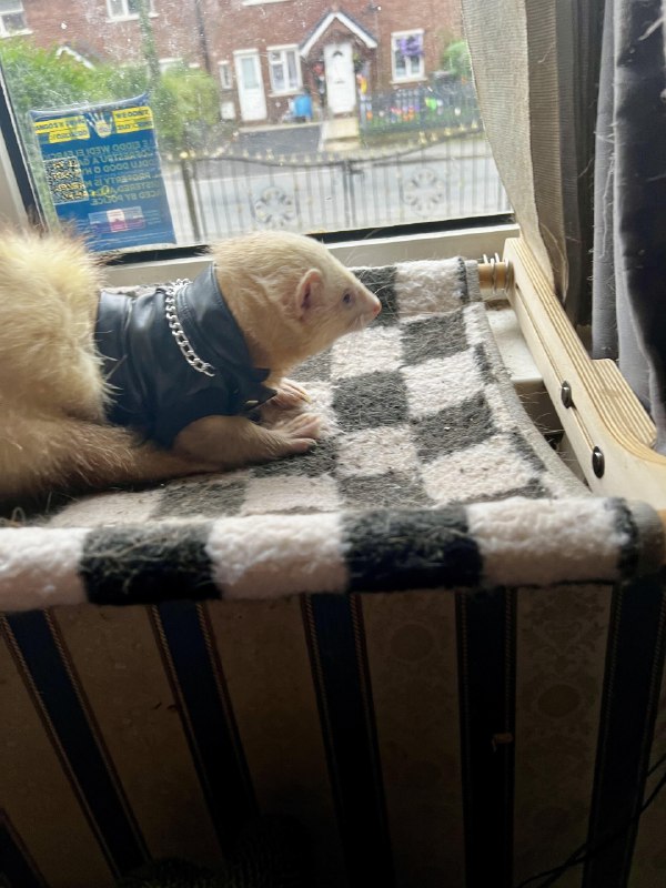 r/Ferrets