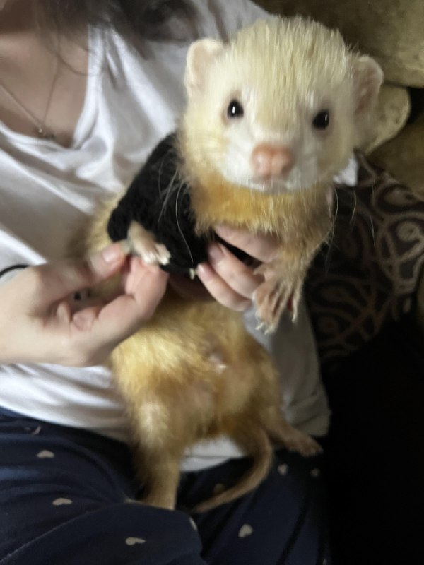 r/Ferrets