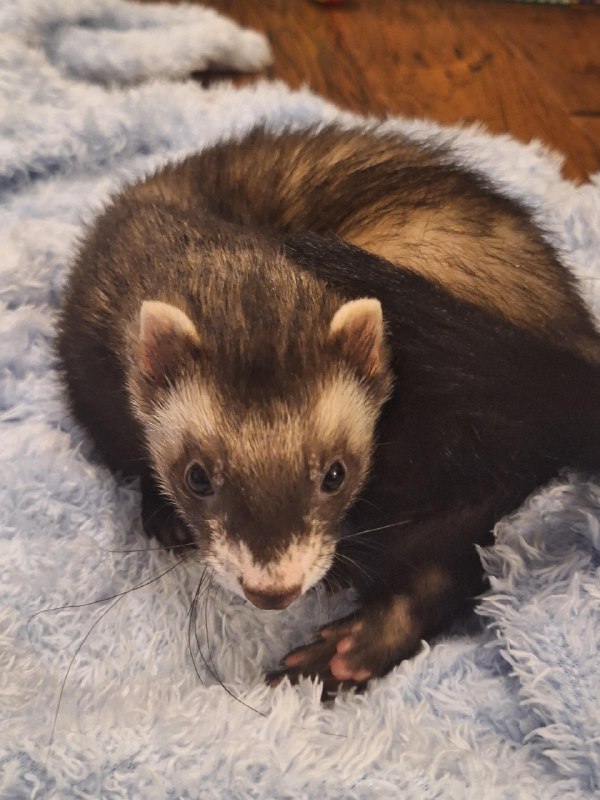 r/Ferrets