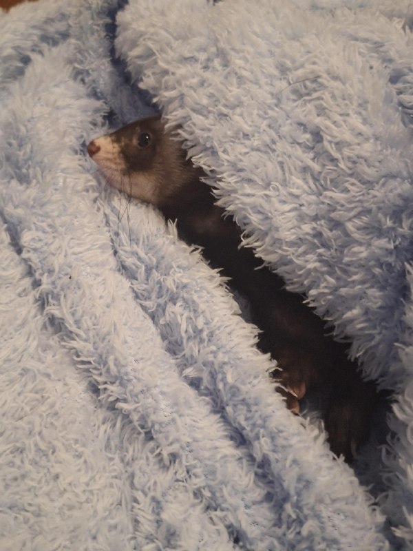 r/Ferrets