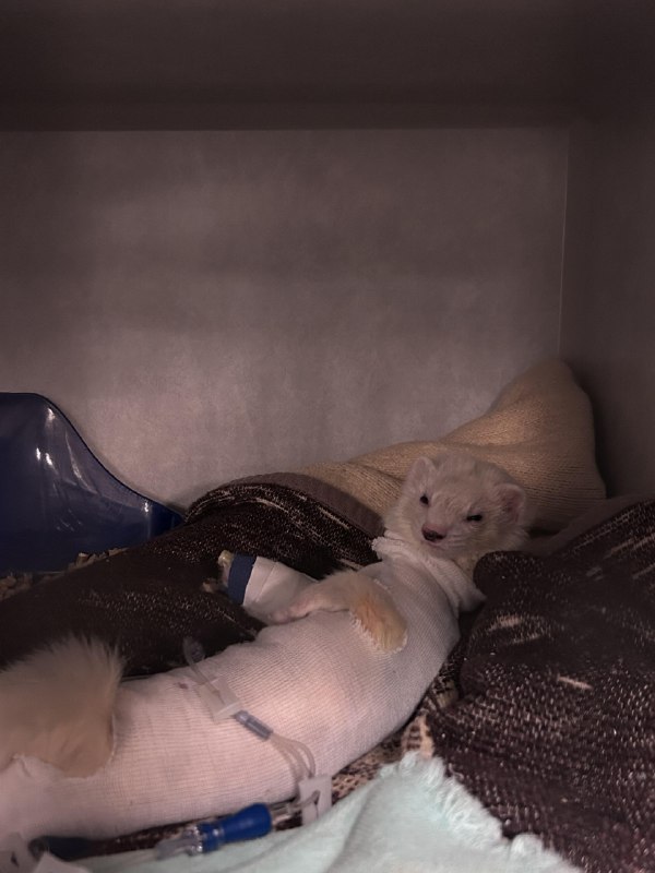 r/Ferrets