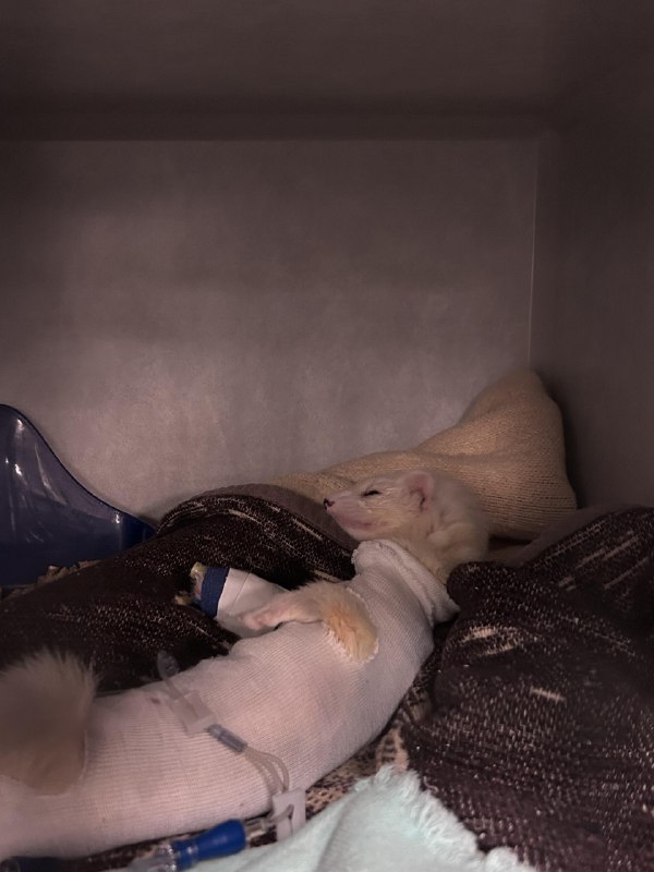 r/Ferrets