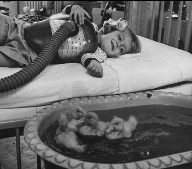 Ducklings being used in medical therapy, …