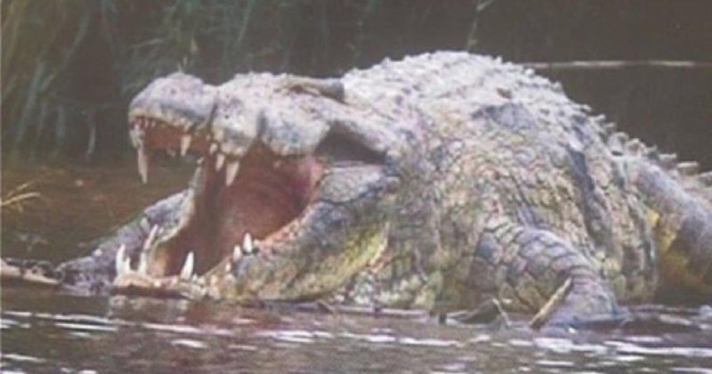 There is a Crocodile in Lake …