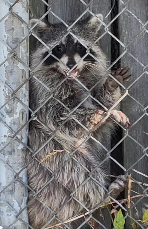 A Raccoon that got stuck