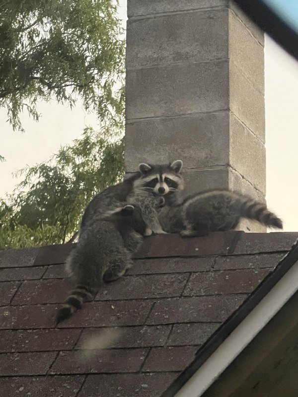 a momma and her babies hanging …