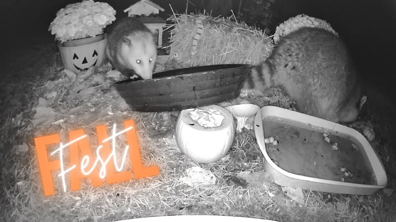 Raccoon Cam