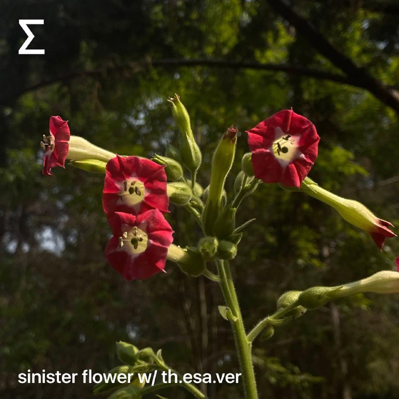 [sinister flower](https://radio.syg.ma/shows/sinister-flower) episode with Fernando Faydella …