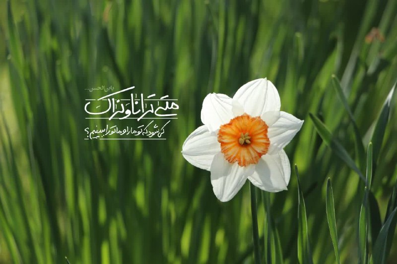 متی ترانا و نراک