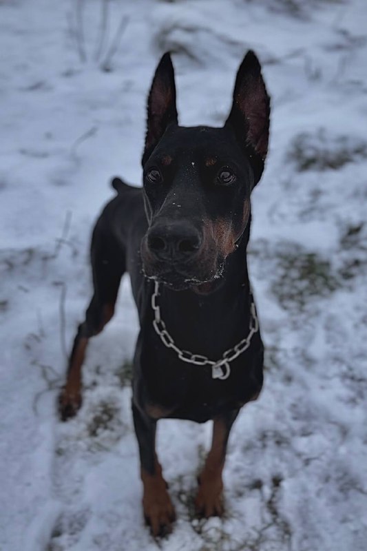 ragnar.doberman