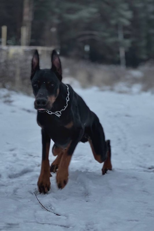 ragnar.doberman