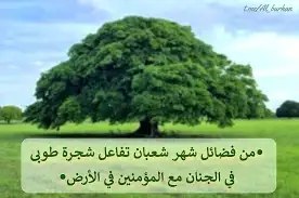 شجرة طوبى وما يتفرع منها من …