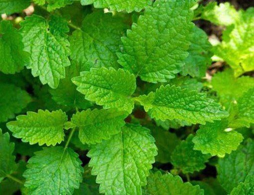 ***🌿******🌿******🌿***
