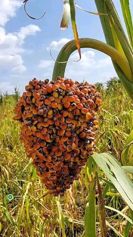 روعة الجمال في أرياف اليمن