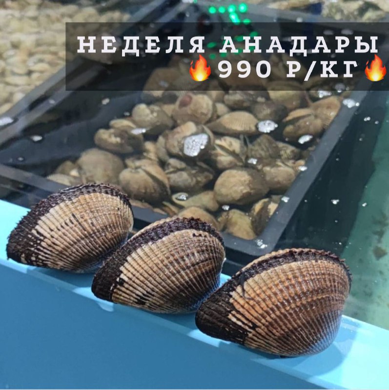 Акция недели ***🔥***