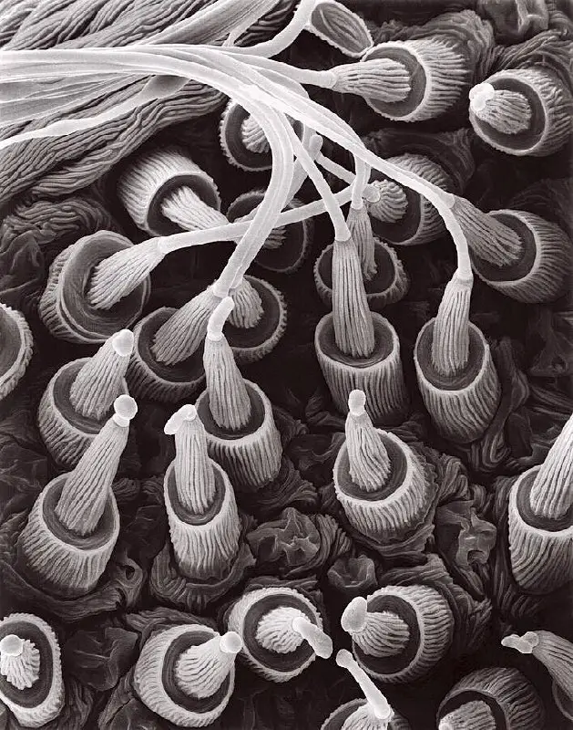 “Vòi” nhả tơ của nhện dưới kính hiển vi