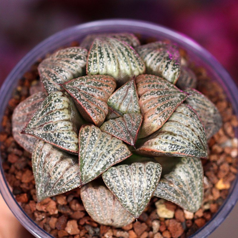 **Haworthia Splendens Var** - хавортия с …