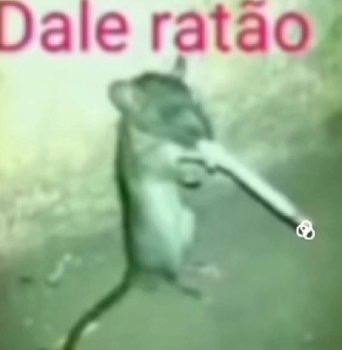 rat rati rat ᘛ⁐̤ᕐᐷ