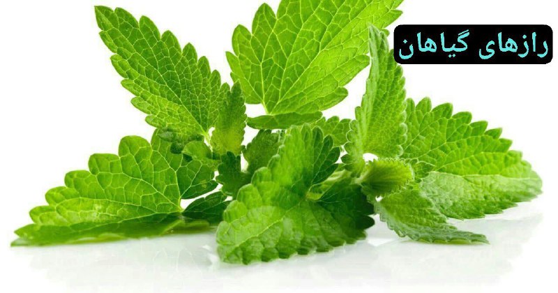 گياه خوارها ديرتر پير ميشوند