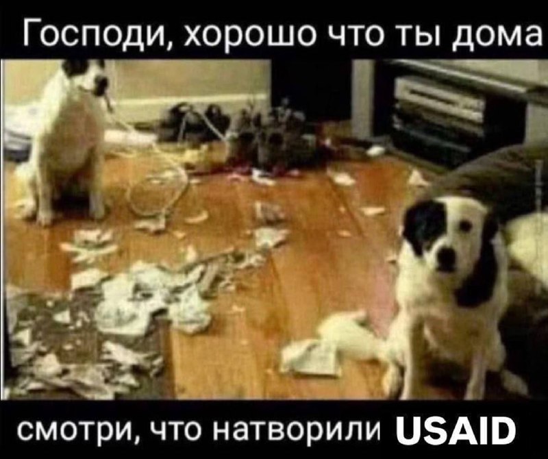 РКвСиМ 🐱🌍🚩