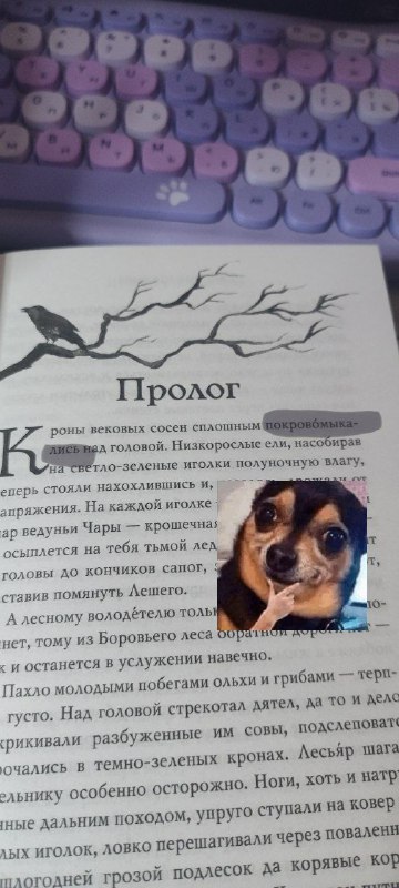 Открываешь новую книжку, а там «покрово́мыкались» …