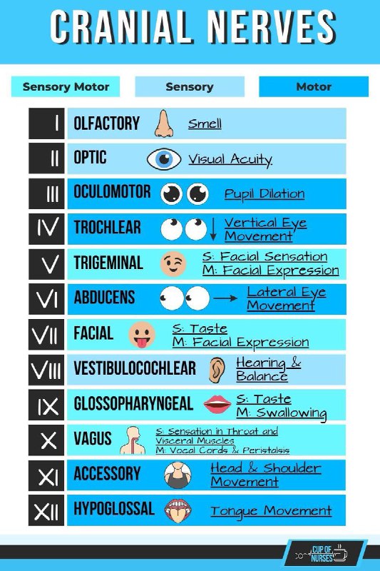 جدول لل Cranial Nerve