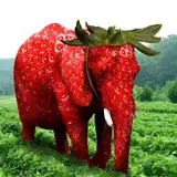 This is the REAL OG [#Strawberryelephant](?q=%23Strawberryelephant) launched over 40 days ago.