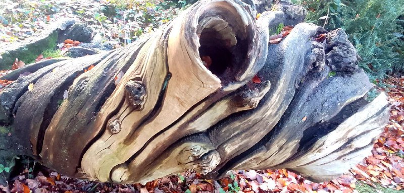 Ancient fallen tree